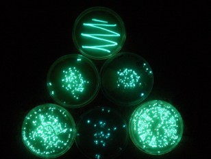 Toybox 1 glowing-bacteria-petri-dish