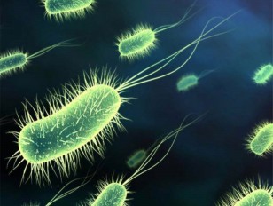 Toybox 11 bacteria