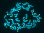11 Telomeres and Telomerase in Human Health and Disease - Lindau-Nobel - Elizabeth Blackburn - Medicine 2011jpg