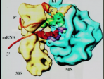 3 From the Structure of the Ribosome to the Design of New Antibiotics - Lindau-Nobel - Thomas Steitz - Medicine 2011