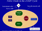 4 Discovery of Nitric Oxide and Cyclic GMP in Cell Signalling and their Role in Drug Development - Lindau-Nobel - Ferid Murad - Medicine 2011