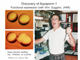 Aquaporin Water Channels - From Atomic Structure to Malaria Lindau-Nobel Peter Agre 2013
