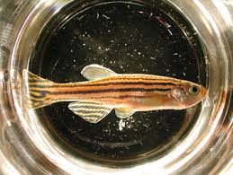 On the Genetic Basis of Morphological Evolution - Lindau-Nobel - Christiane N-Volhard - Medicine 2010