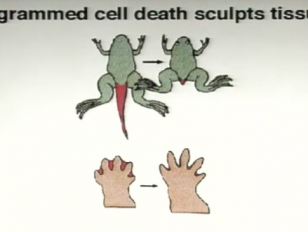 Programmed Cell Death in Development and Disease - Lindau Nobel - Robert Horvitz - Medicine 2010