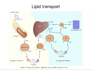 Structural studies - Lindau_nobel - John Diesenhofer - Medicine 2014